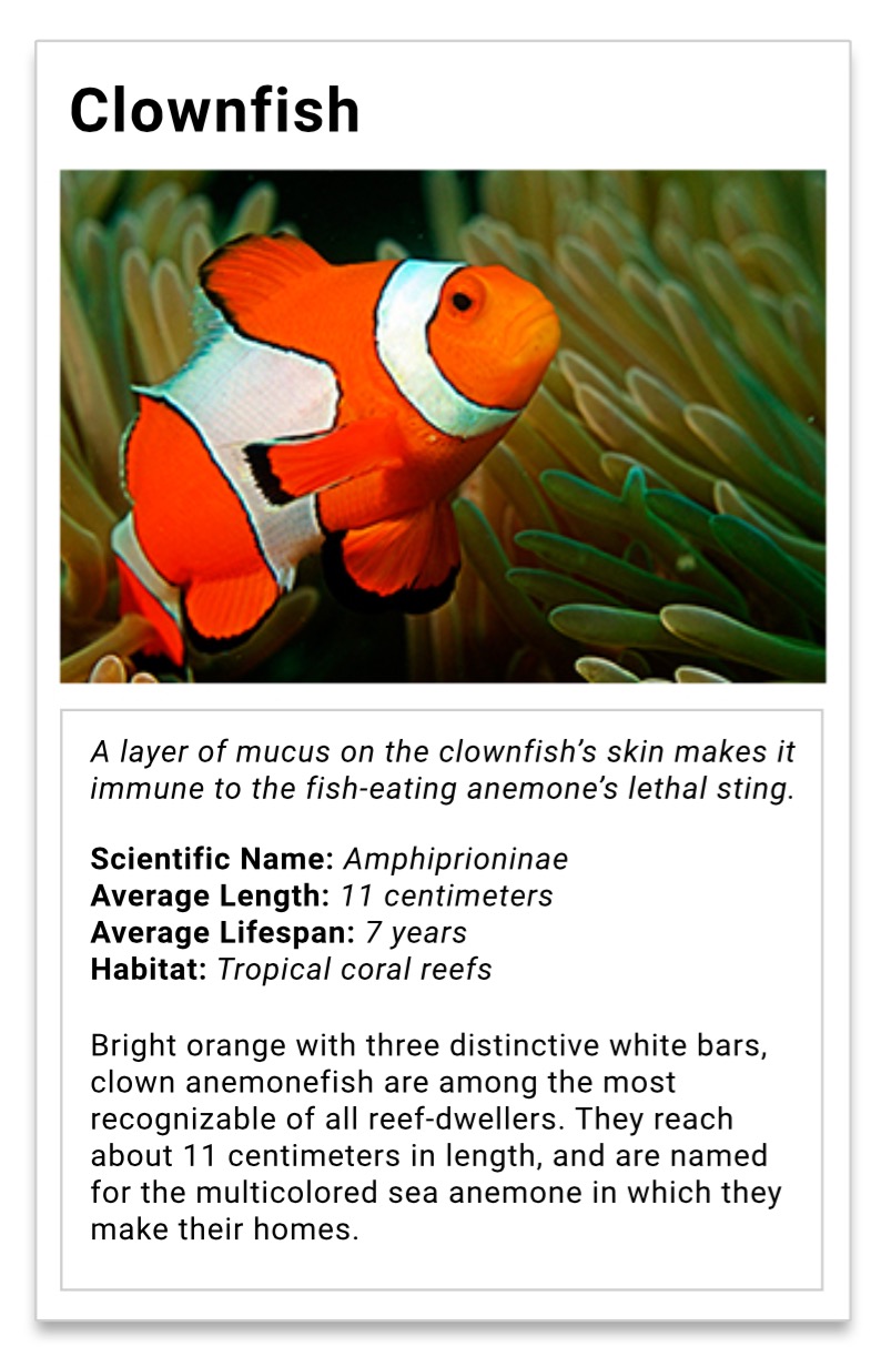 Animal Trading Cards